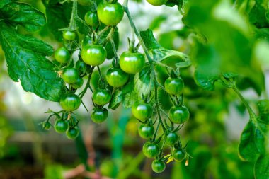Bir sera içinde asma üzerinde olgunlaşma domates,.