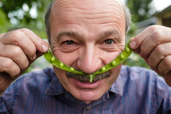 An elderly man is fooling around. He holds a pea pod near his face like a mustache — Stock Photo, Image