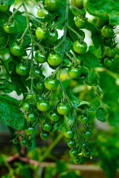 Tomates cherry, madurando en la vid en un invernadero . — Foto de Stock