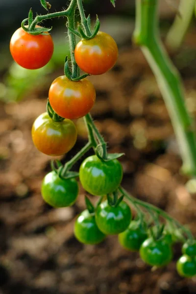 Cherry tomatoes, ripening on the vine in a greenhouse. — Stock Photo, Image