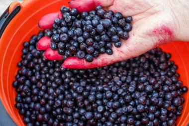 Temiz bluecherry elinde tutan adam.