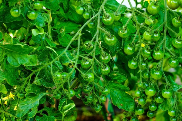 Tomates cherry, madurando en la vid en un invernadero . —  Fotos de Stock