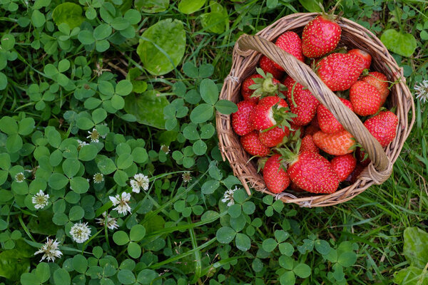 Ripe strawberry in basket on backfround of green grass.