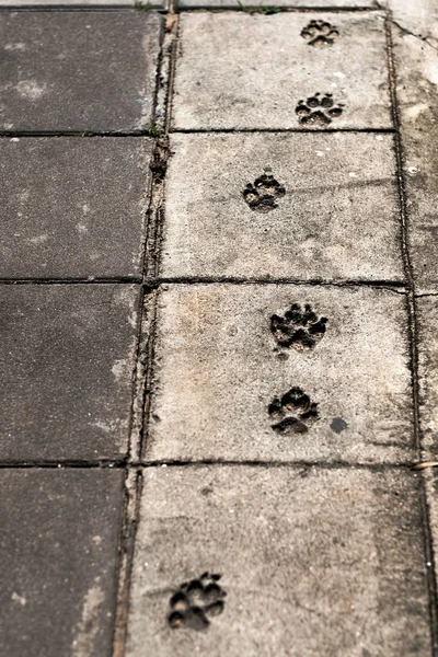 Hundefußabdrücke auf Gehweg. — Stockfoto