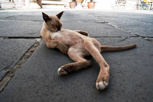 朝リラックス自体をきれいにするその身体を舐めるストリートの猫 — ストック写真