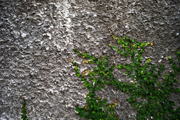 Gray wall with green ivy plant. — Stock Photo, Image