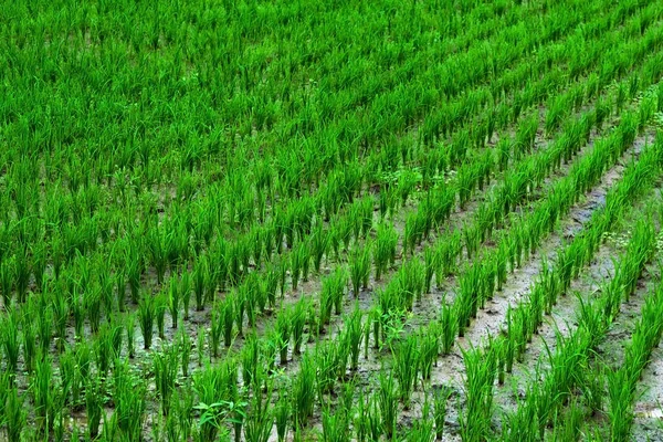 Plantación de arroz verde joven . —  Fotos de Stock