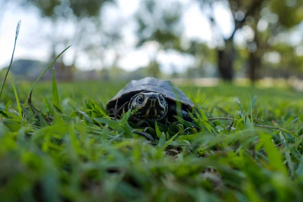 Eine kleine Landschildkröte spaziert entlang des grünen Rasens im Park. — Stockfoto