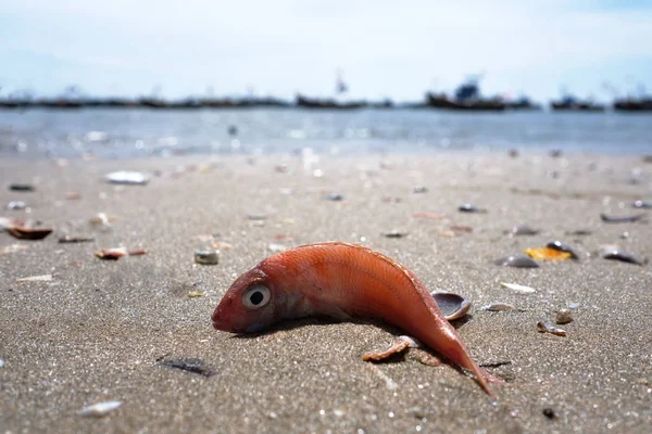 Pescado rosa muerto en la costa sucia . —  Fotos de Stock