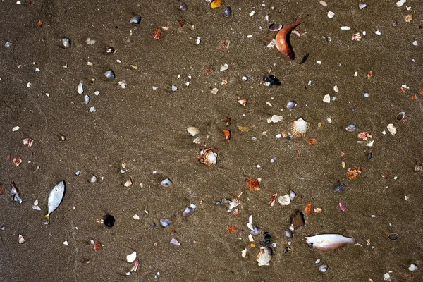 Martwe ryby nad morzem na nieczysty piasek. — Zdjęcie stockowe