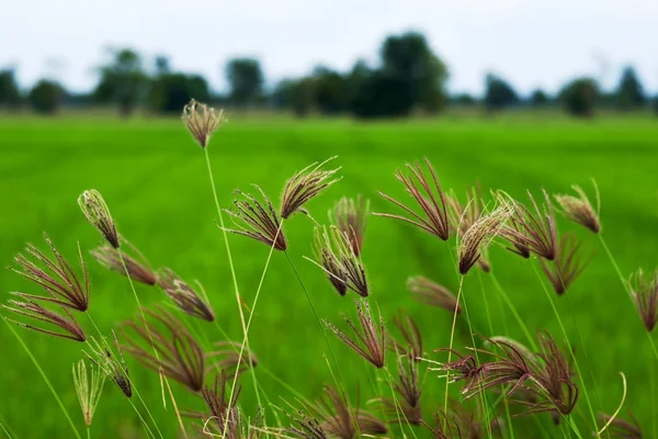 Gras op achtergrond van groene veld — Stockfoto