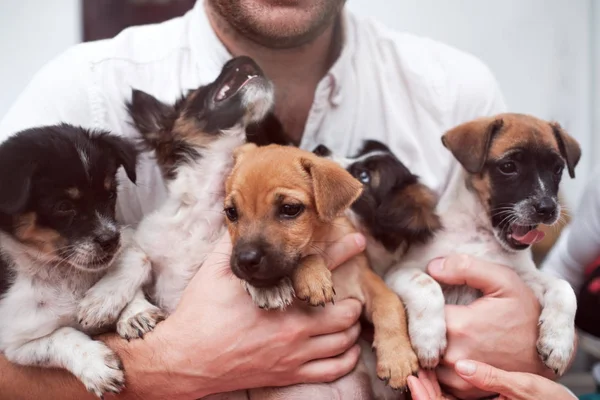Young man holding 5 puppies in his hands. Cute gog family together. — Stock Photo, Image