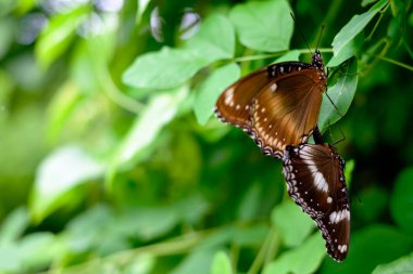 Ağaçların yaprakları üzerinde oturan iki güzel kahverengi kelebek