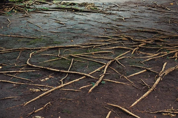 Tropical tree roots — Stock Photo, Image