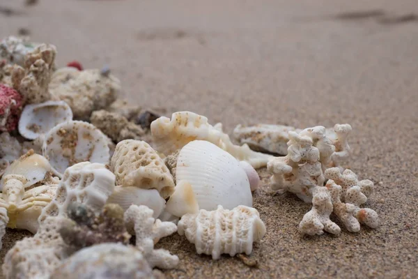 Diferentes conchas en la playa de arena en verano. Concepto de buenas vacaciones —  Fotos de Stock