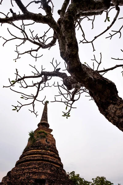 Vieille pagode et arbre mort . — Photo