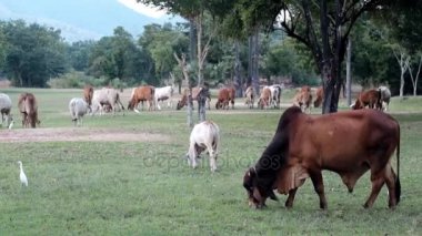 Çim sahada yeme Tay inek