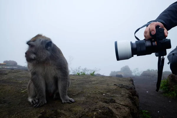 Een man neemt foto's van een makaak. Ze draait vermoeid haar hoofd naar de kant. — Stockfoto