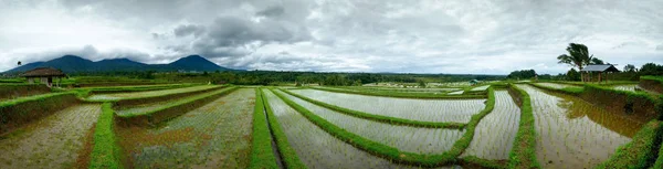 Campo de arroz en la terraza en Bali Indonesia . — Foto de Stock