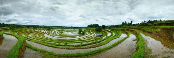 Рисовое поле на террасе в Бали Индонезия . — стоковое фото