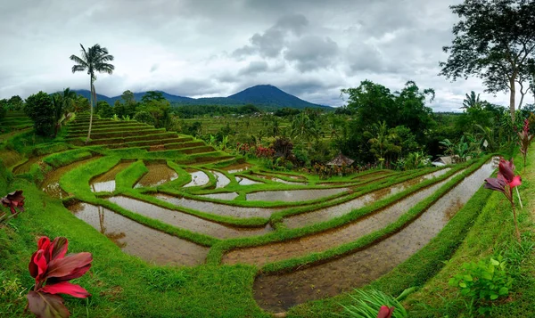 Campo de arroz no terraço em Bali Indonesia . — Fotografia de Stock