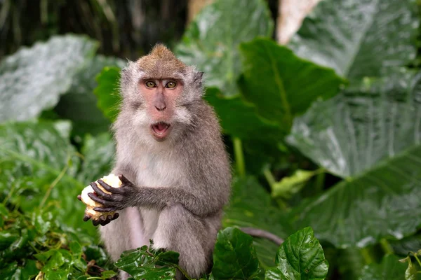 Young makaak Monkey eten — Stockfoto