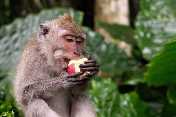 Young makaak Monkey eten — Stockfoto