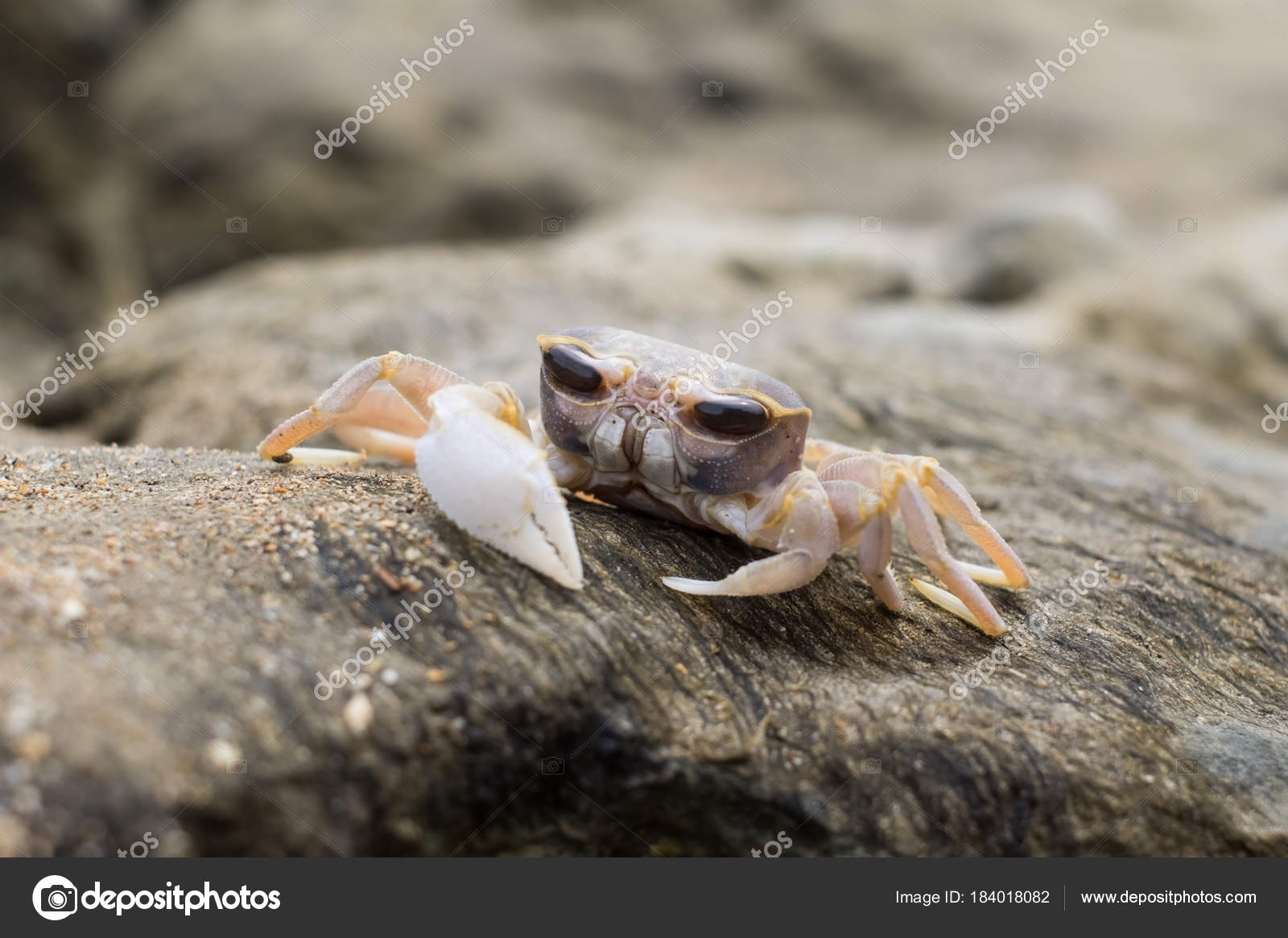 Small crab with huge eyes on a stone near a sea — Stock Photo