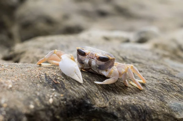 Kleine Krabbe mit riesigen Augen auf einem Stein in der Nähe eines Meeres — Stockfoto