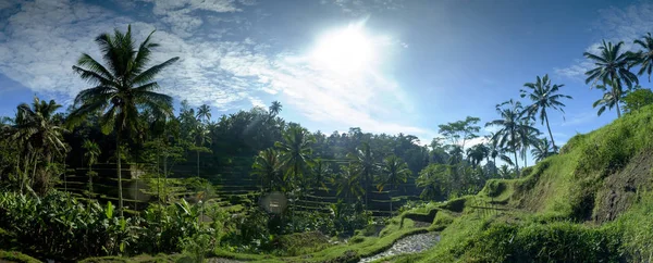 Campo de arroz en la terraza en Bali Indonesia . — Foto de Stock