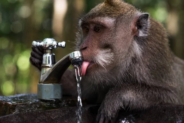 Slimme aap is drinkbaar water in de vijver, Ubud, Indonesië — Stockfoto