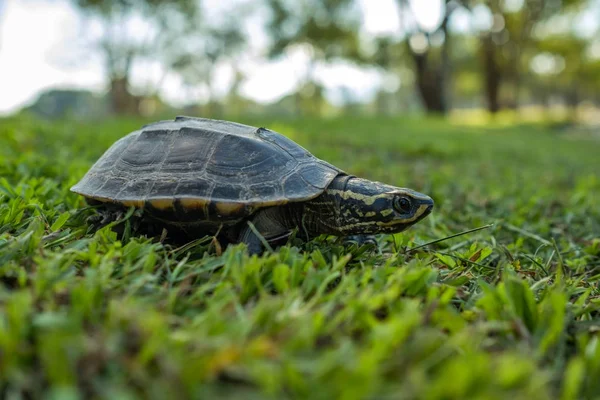 Kleine Schildkröte läuft langsam auf grünem Gras. — Stockfoto