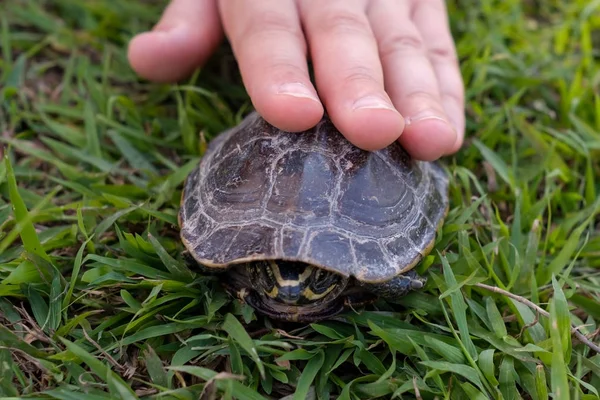 Girl carefully touching small green turtle — Stock Photo, Image