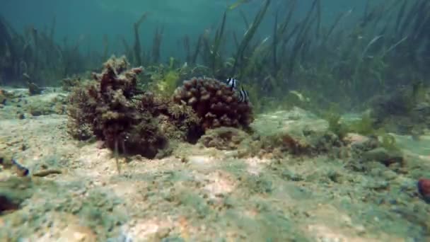 Underwater view on marine life. — Stock Video