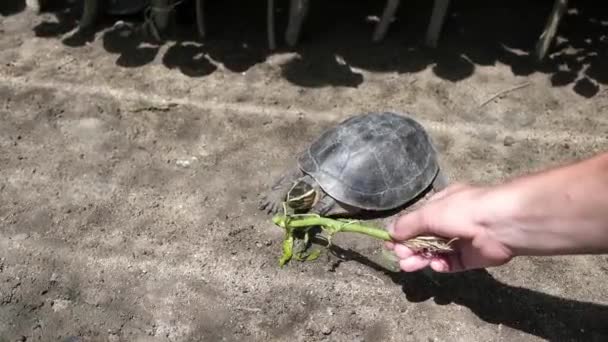 Χελώνα τρώει χόρτο από το χέρι του καυκάσιος γυναίκα — Αρχείο Βίντεο