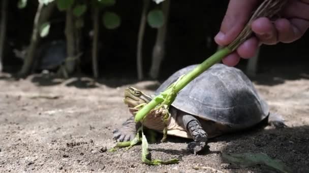 白人女性の手からの草を食べる亀 — ストック動画