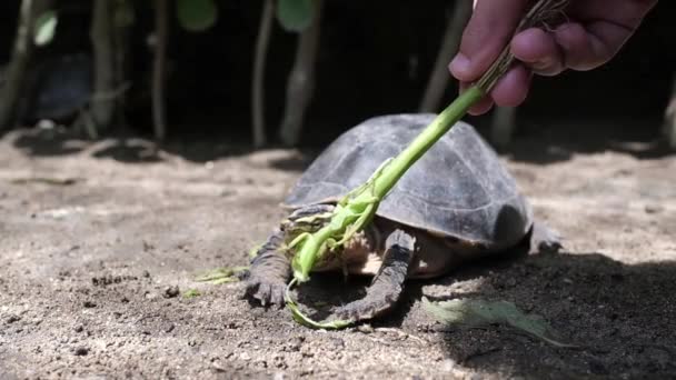 Sköldpadda äter gräs från hand av kaukasisk kvinna — Stockvideo