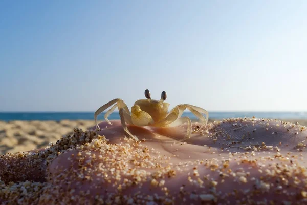 Malý krab na skladě kavkazské ženy na pozadí modré oblohy. — Stock fotografie