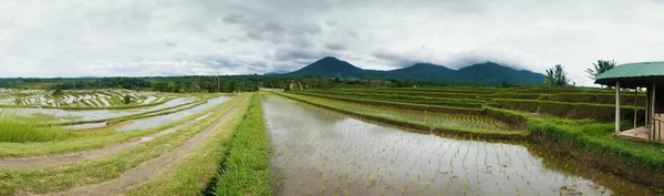 Рисові поля на терасі на острові Балі Індонезія. — стокове фото