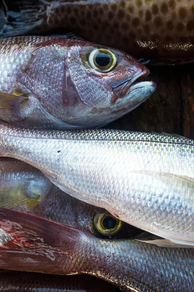 Detalhe de peixe snapper branco fresco — Fotografia de Stock