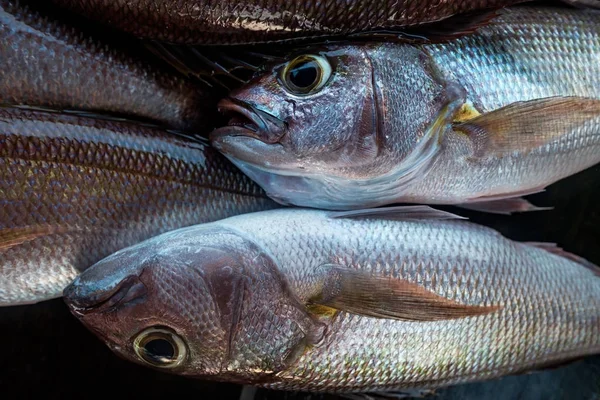 Detalhe de peixe snapper branco fresco — Fotografia de Stock