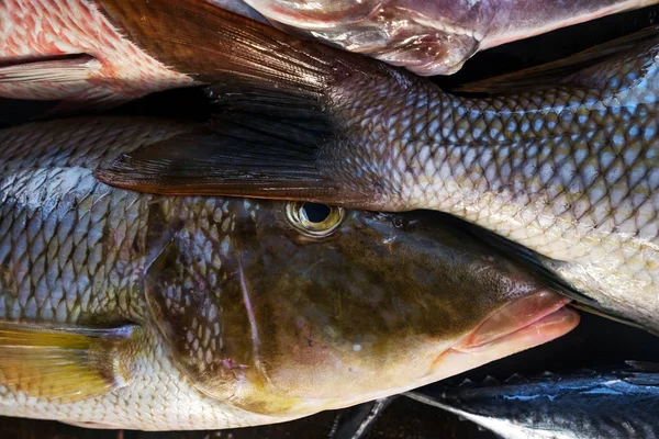 Peixe fresco no mercado fechar . — Fotografia de Stock