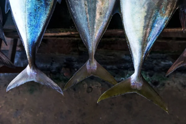 Fechar até a cauda do peixe — Fotografia de Stock