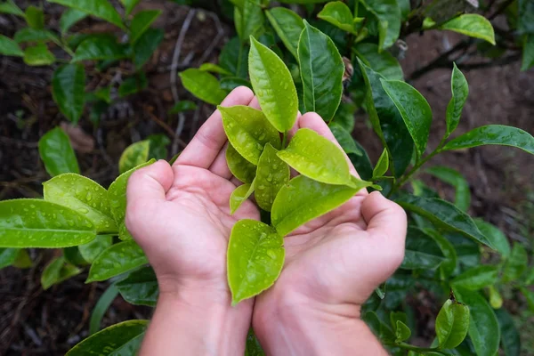 Taze çay yaprağı çay plantasyon üzerinde tutan el