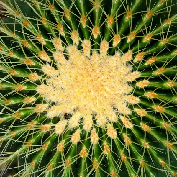 Ylänäkymä kaktus — kuvapankkivalokuva