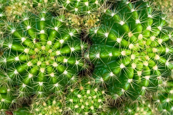 Bovenaanzicht cactus — Stockfoto