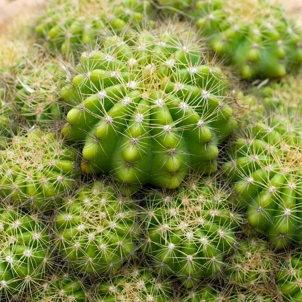 Cactus de vista superior — Foto de Stock