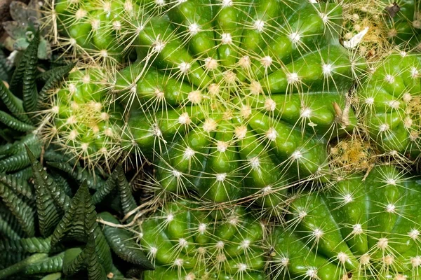 Ylänäkymä kaktus — kuvapankkivalokuva