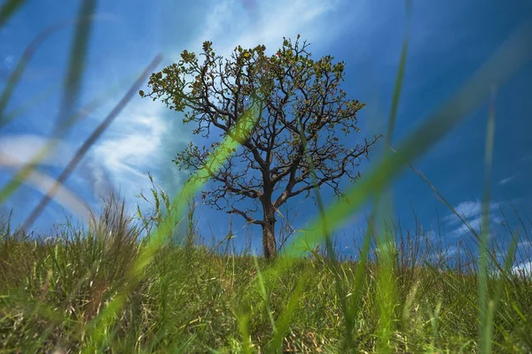 Albero solitario su campo erboso e cielo blu con nuvole — Foto Stock