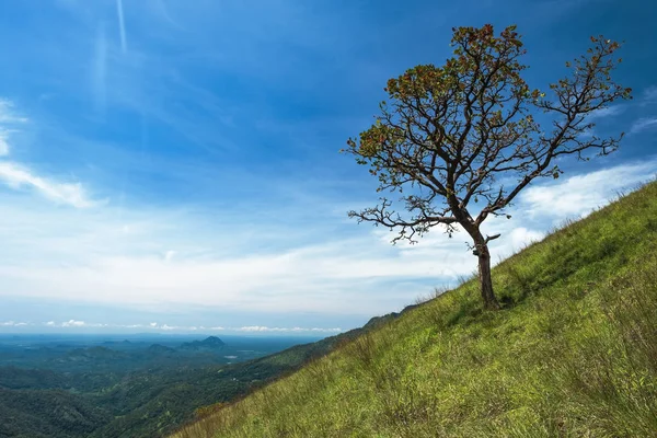 Árvore solitária em colina gramada e céu azul com nuvens — Fotografia de Stock